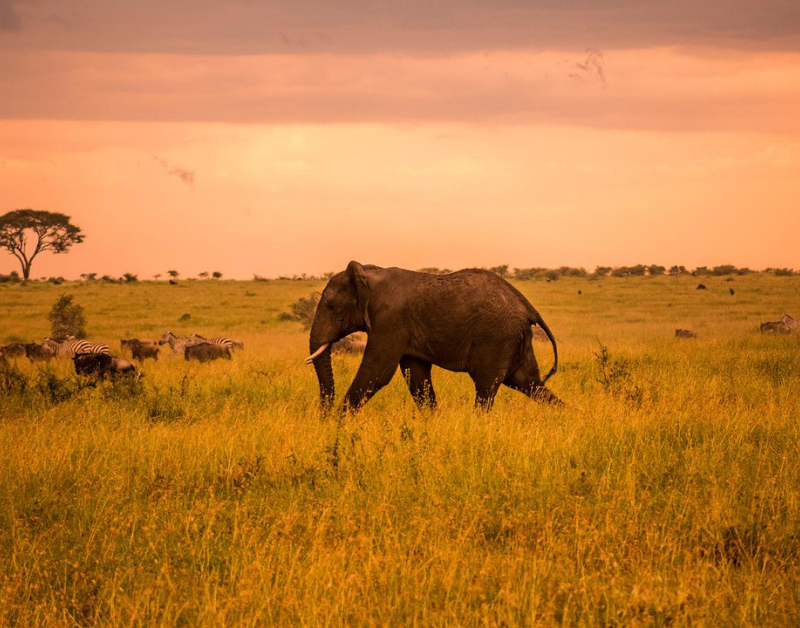 tanzania serengeti tours