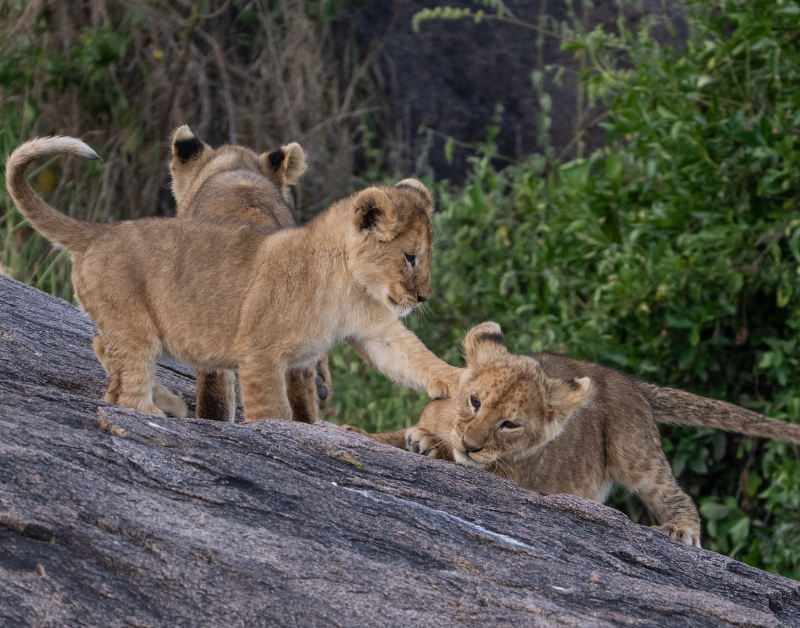 tanzania serengeti tours