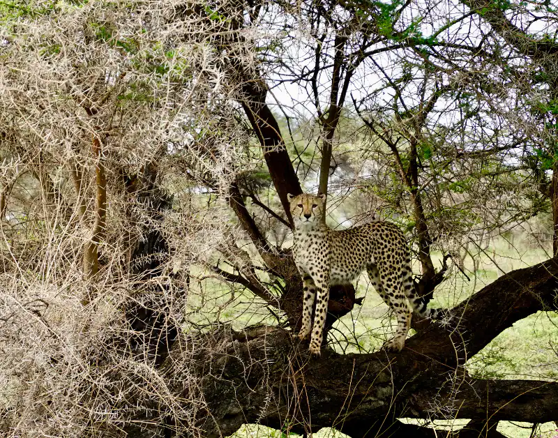 trip to serengeti