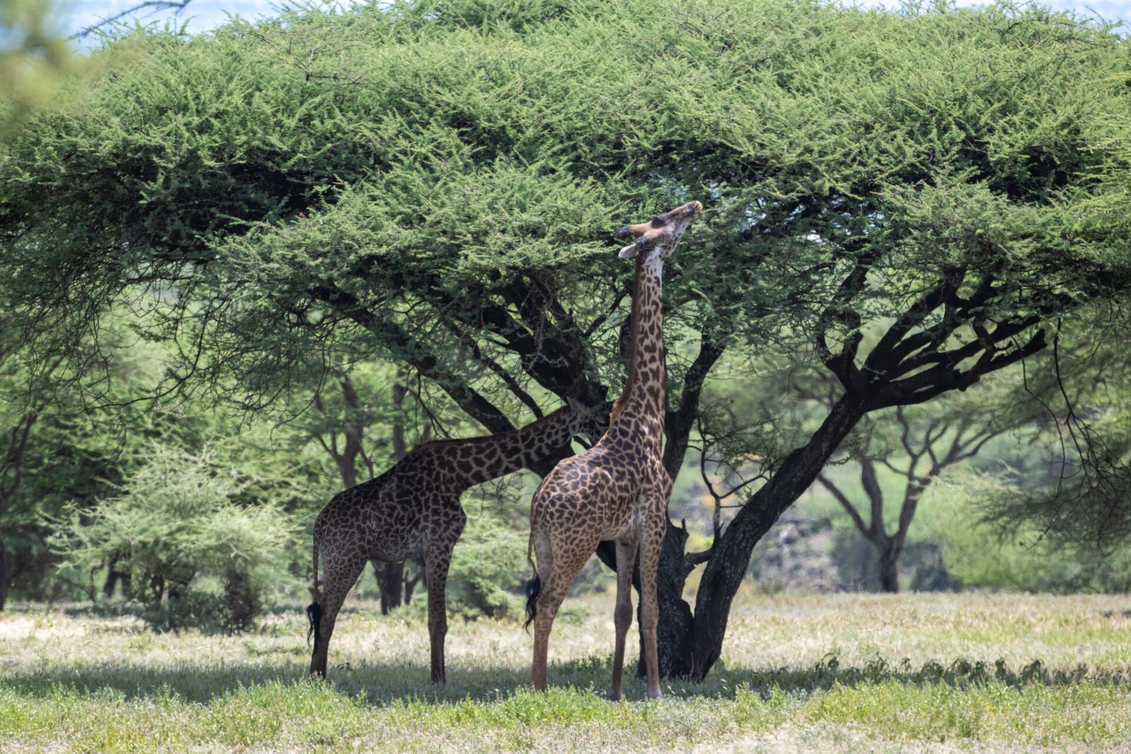 8-Days Luxury High-End Tanzania Wildlife Safari