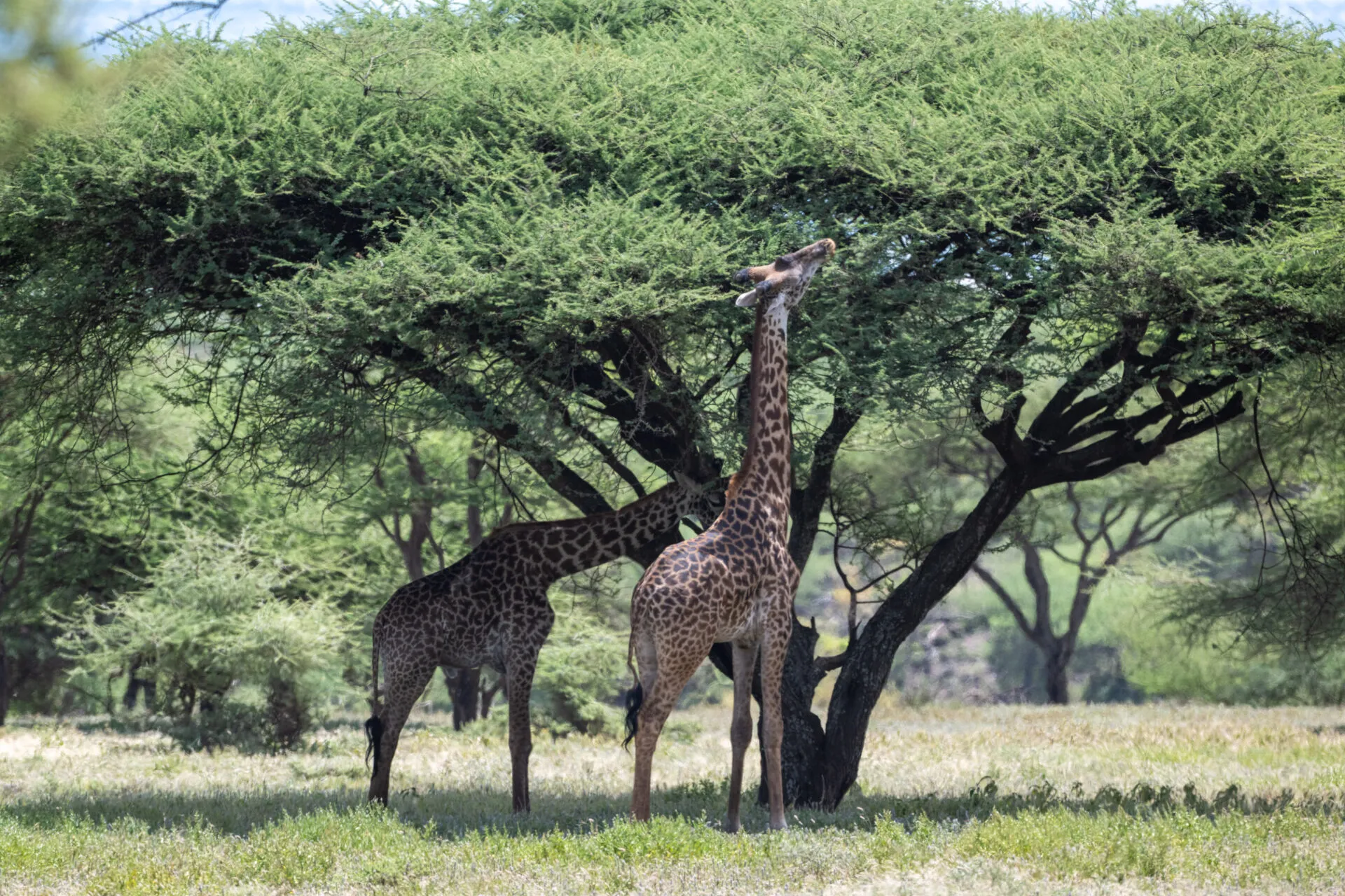 8-Days Luxury High-End Tanzania Wildlife Safari