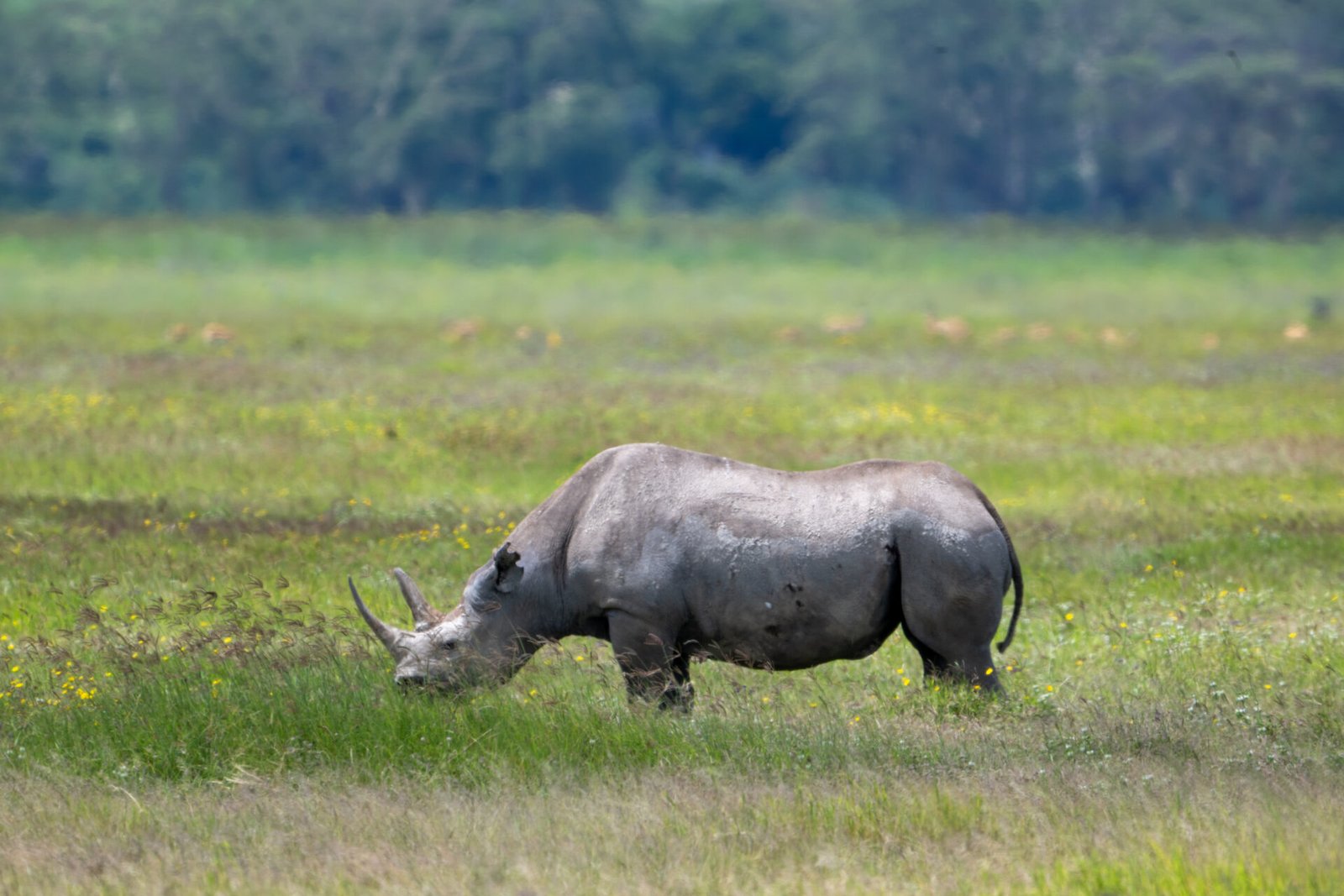Ngorongoro Crater Tanzania Classic Tours