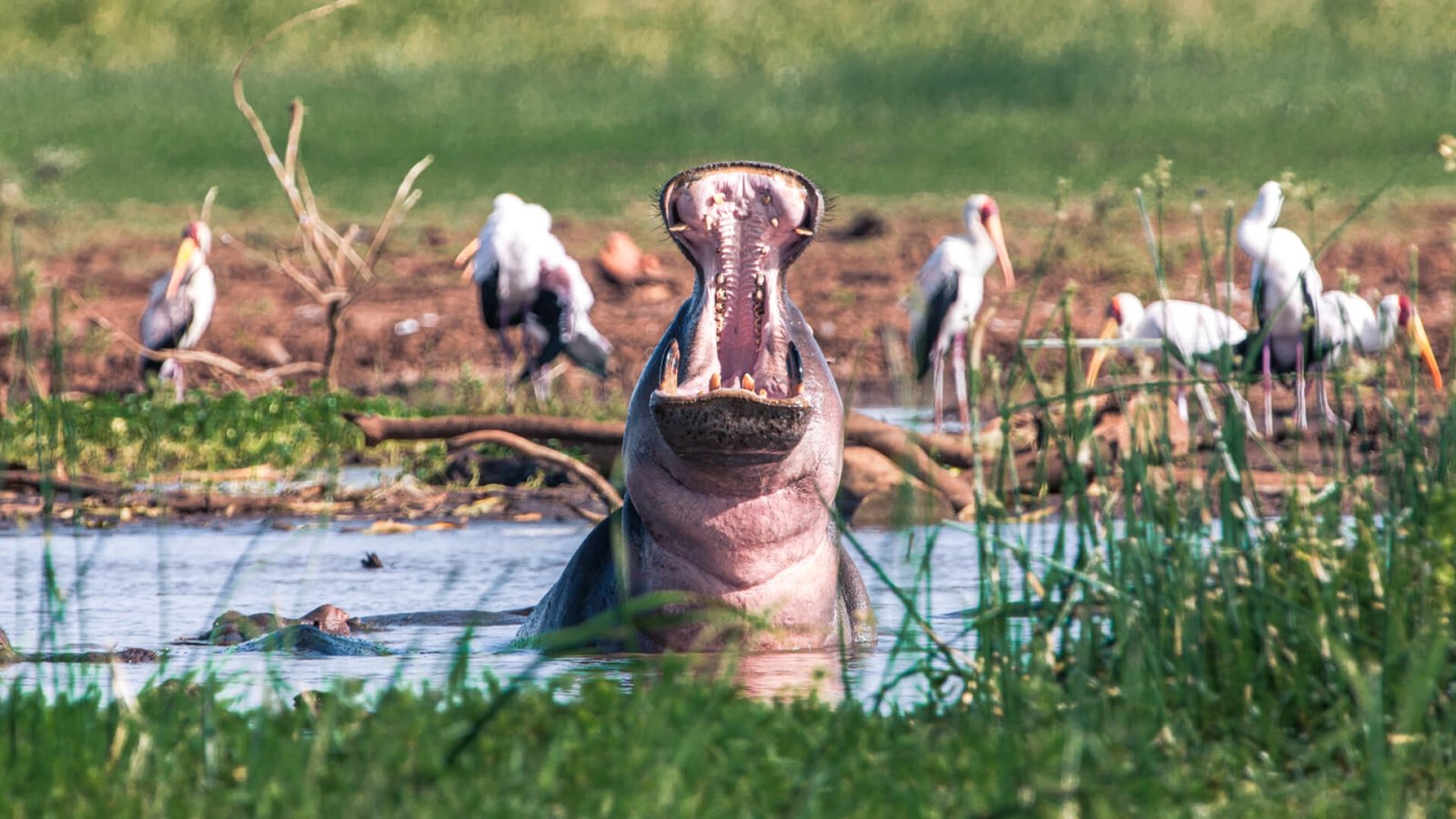 Lake-Manyara