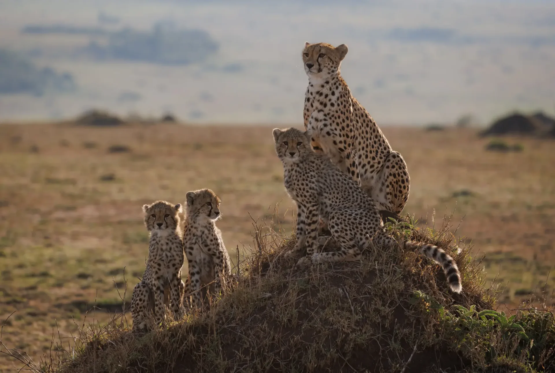 Cheetah in Serengeti