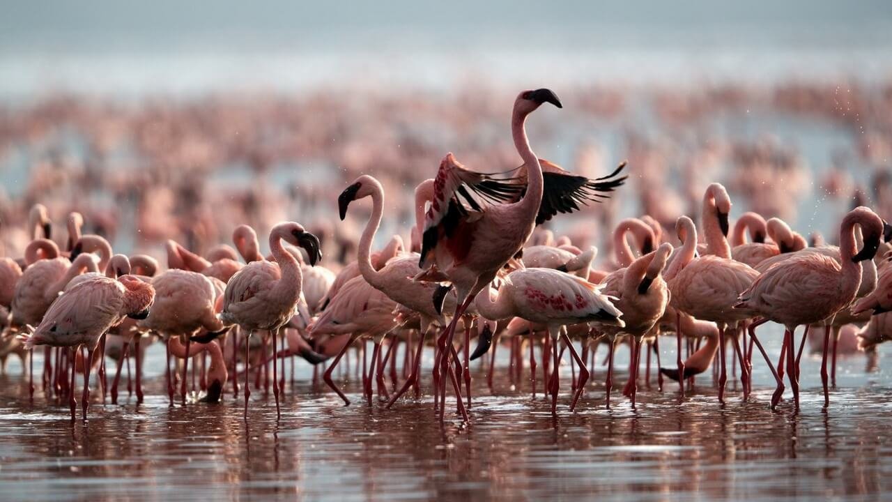 nyika-discovery-lake-natron