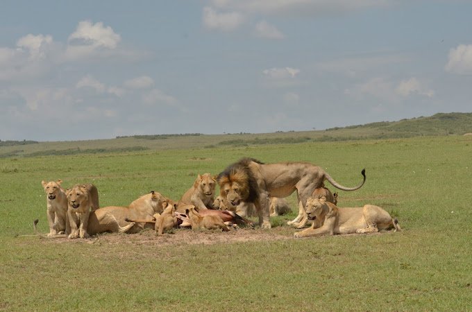 Serengeti Safari Tour (3)