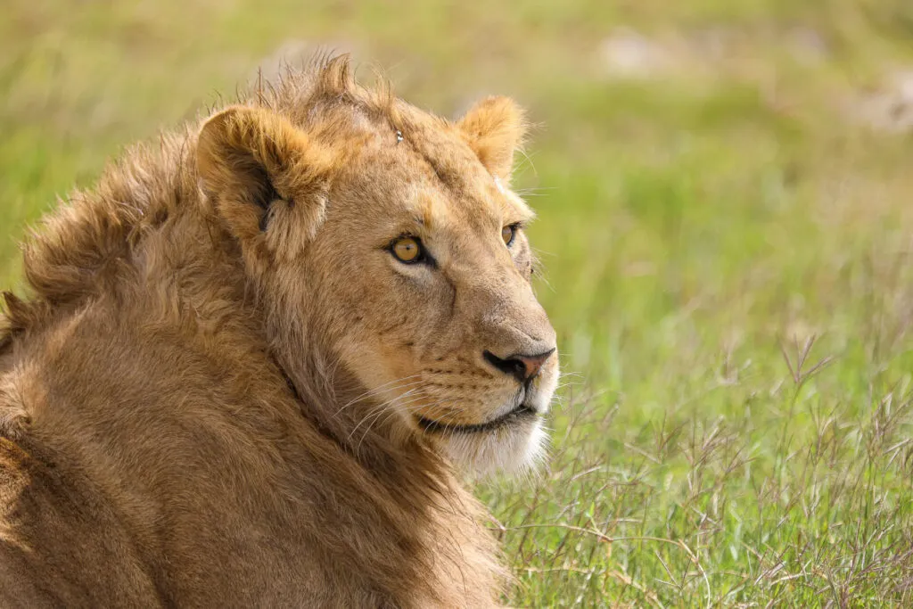 Tanzania Classic Tours