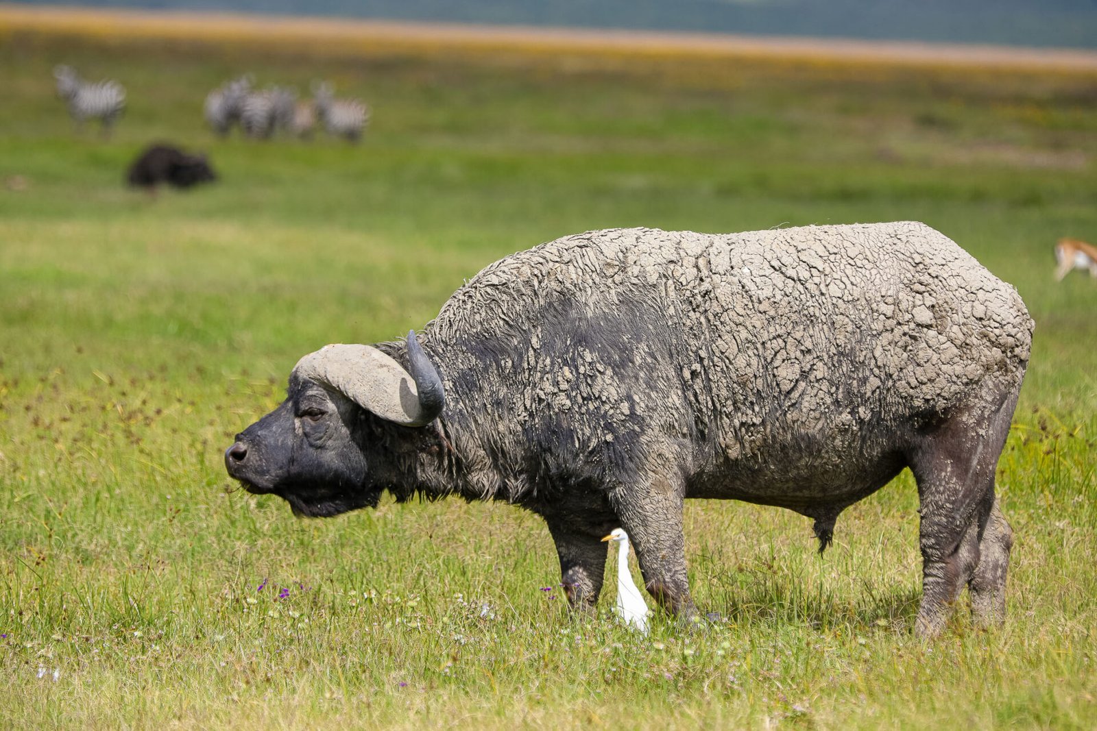 Ngorongoro Crtaer