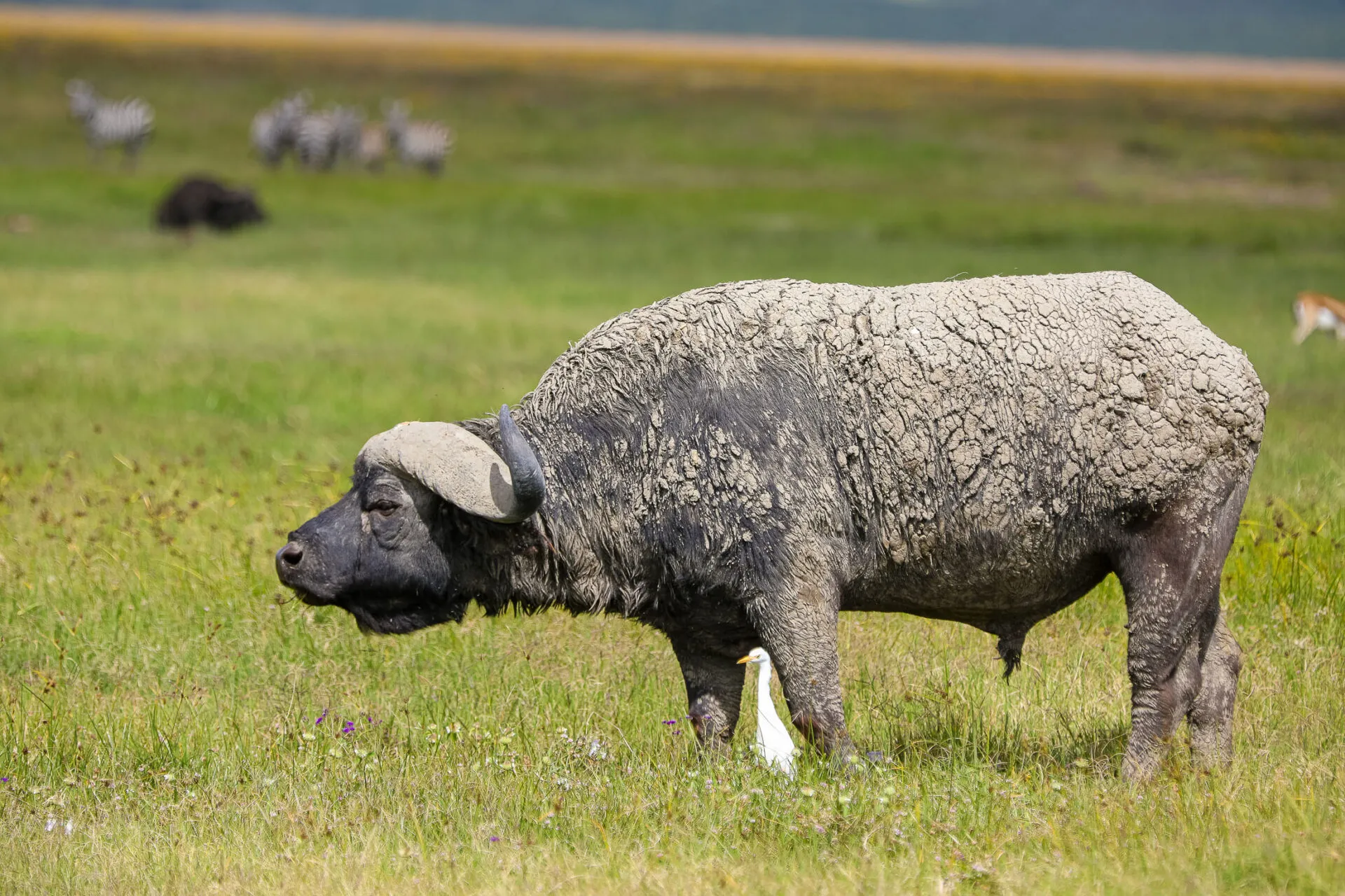 Ngorongoro Crtaer