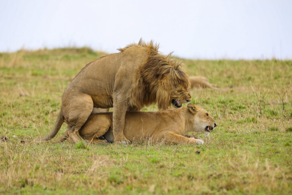 Tanzania wildlife safari packages