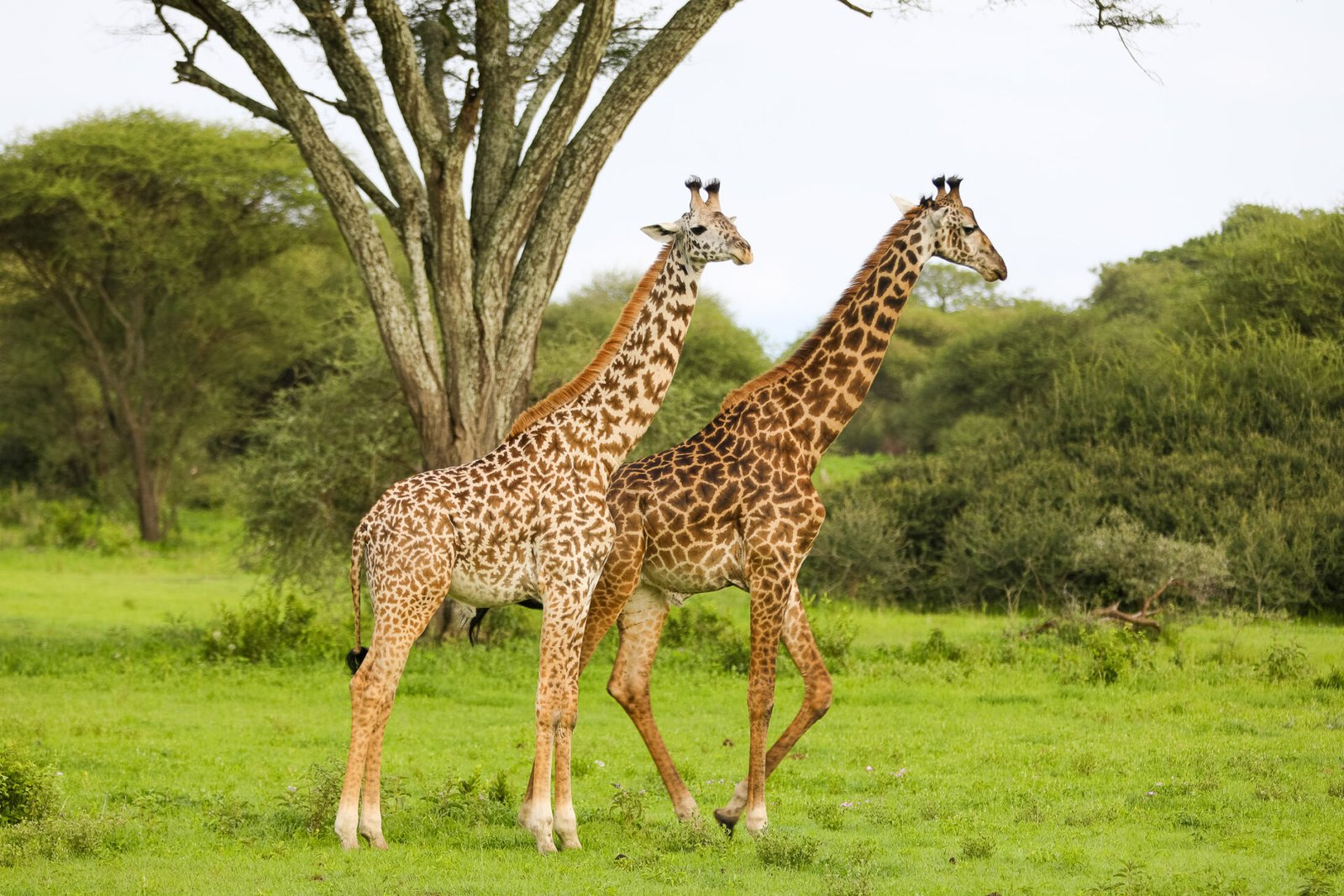 Tanzania Classic Tours