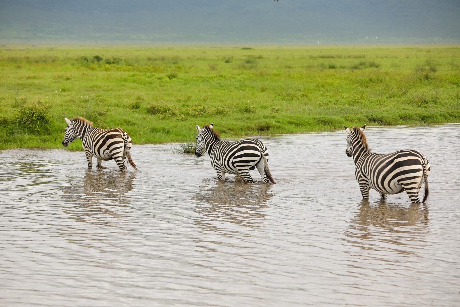 Tanzania Safari