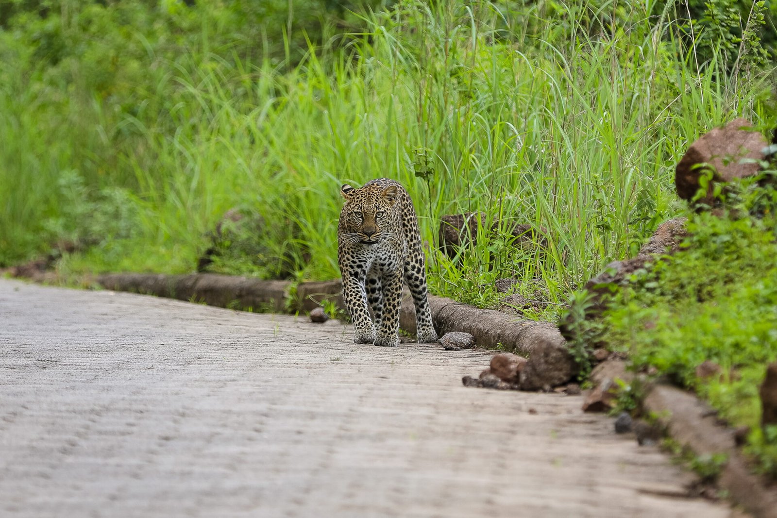 leopard in Ngorongoro Crater