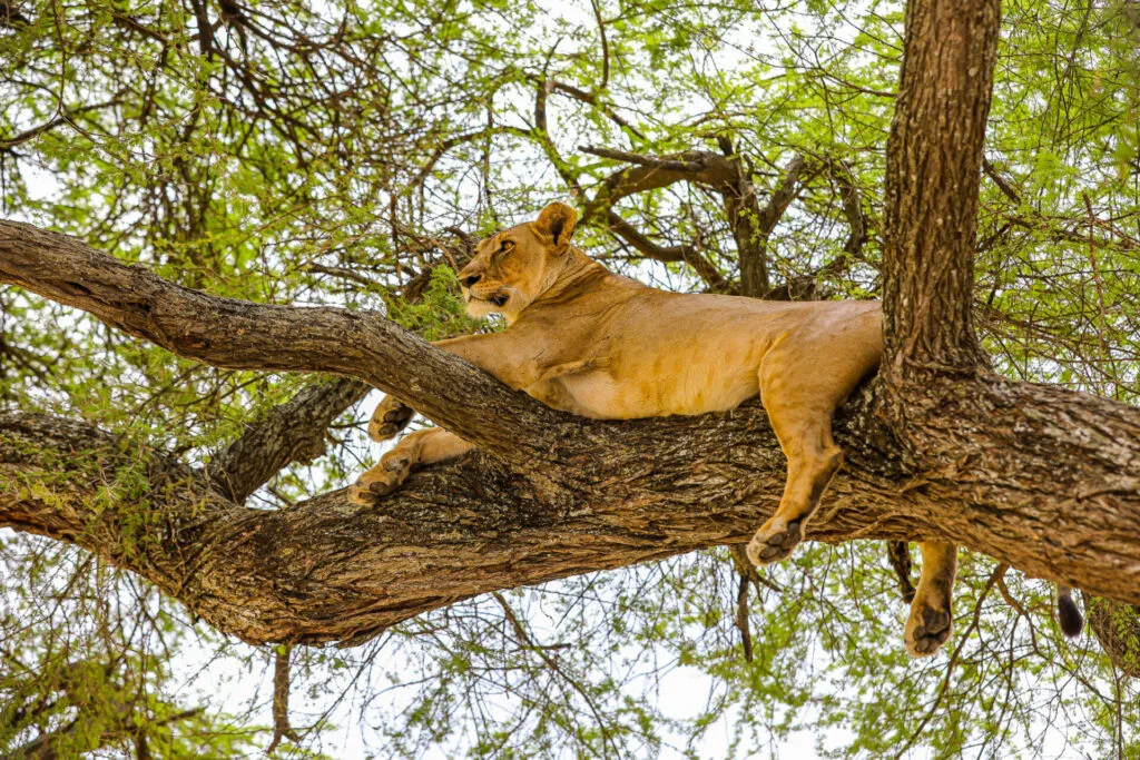 When Is Safari Season In Tanzania? Best Times For Wildlife Viewing