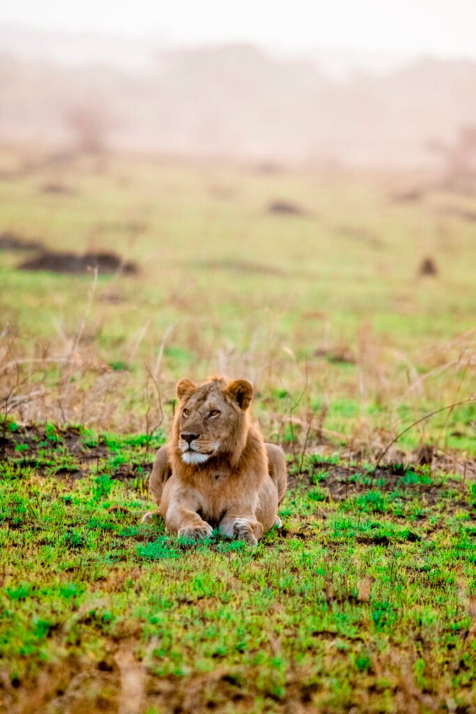 3-Day Fly in Tarangire, Ngorongoro and Lake Manyara Safari