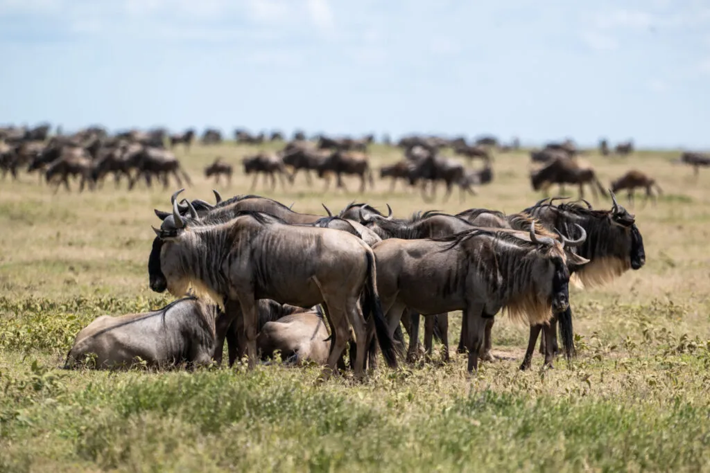 Why Seronera Serengeti Is A Must - Visit For Safari Lovers