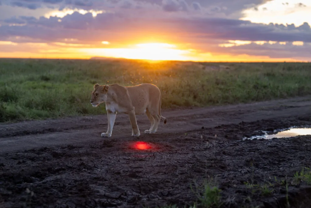 Top 5 Tips For Planning Luxury Travel Adventure In Tanzania