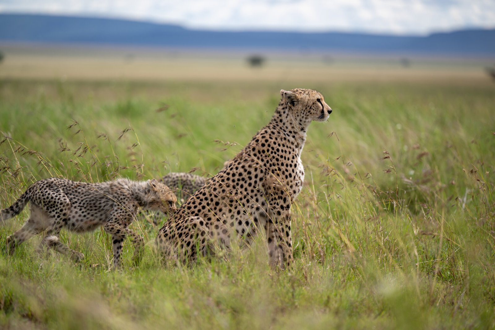 safari tanzania serengeti