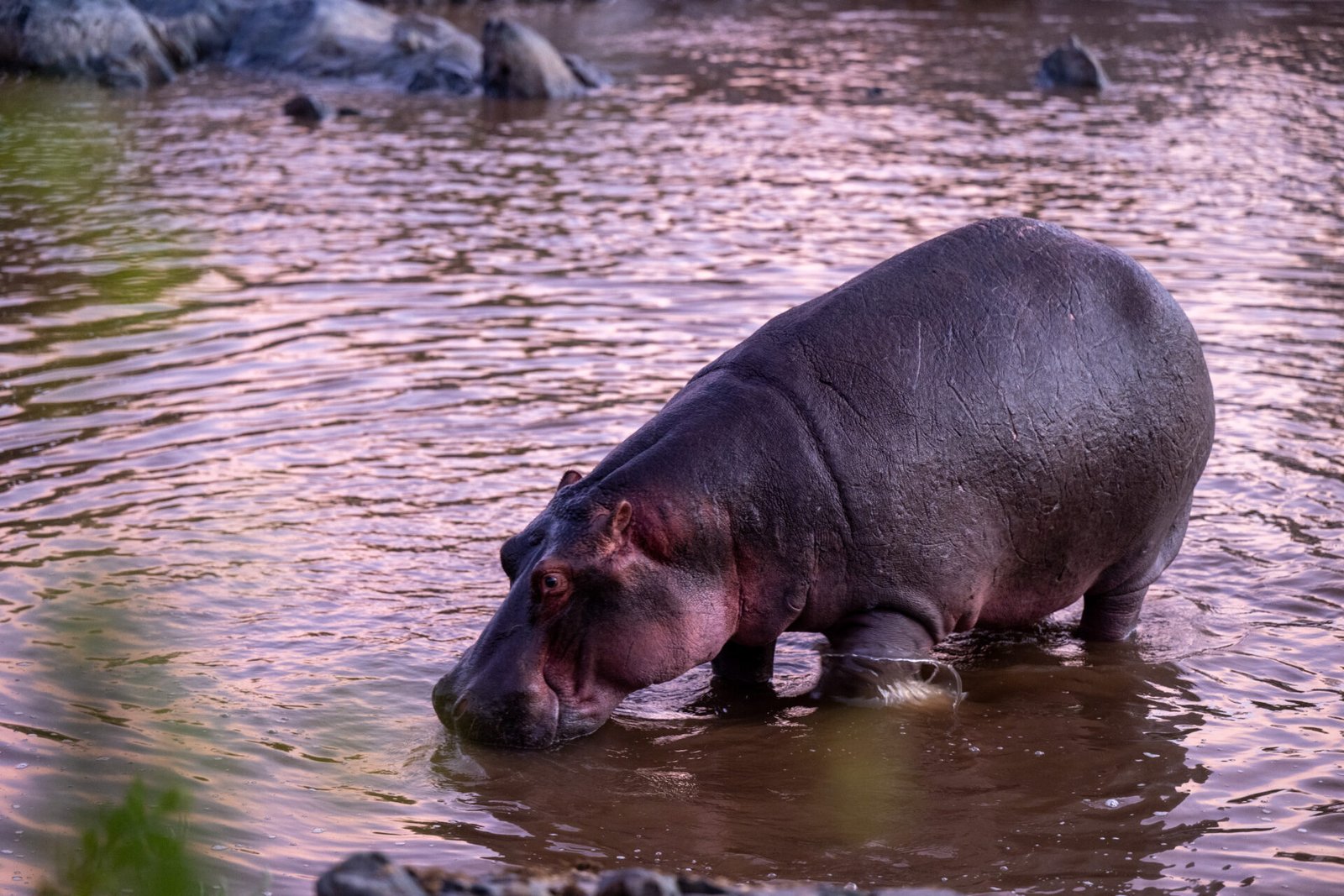 Tanzania Safari- Tanzania Classic Tours