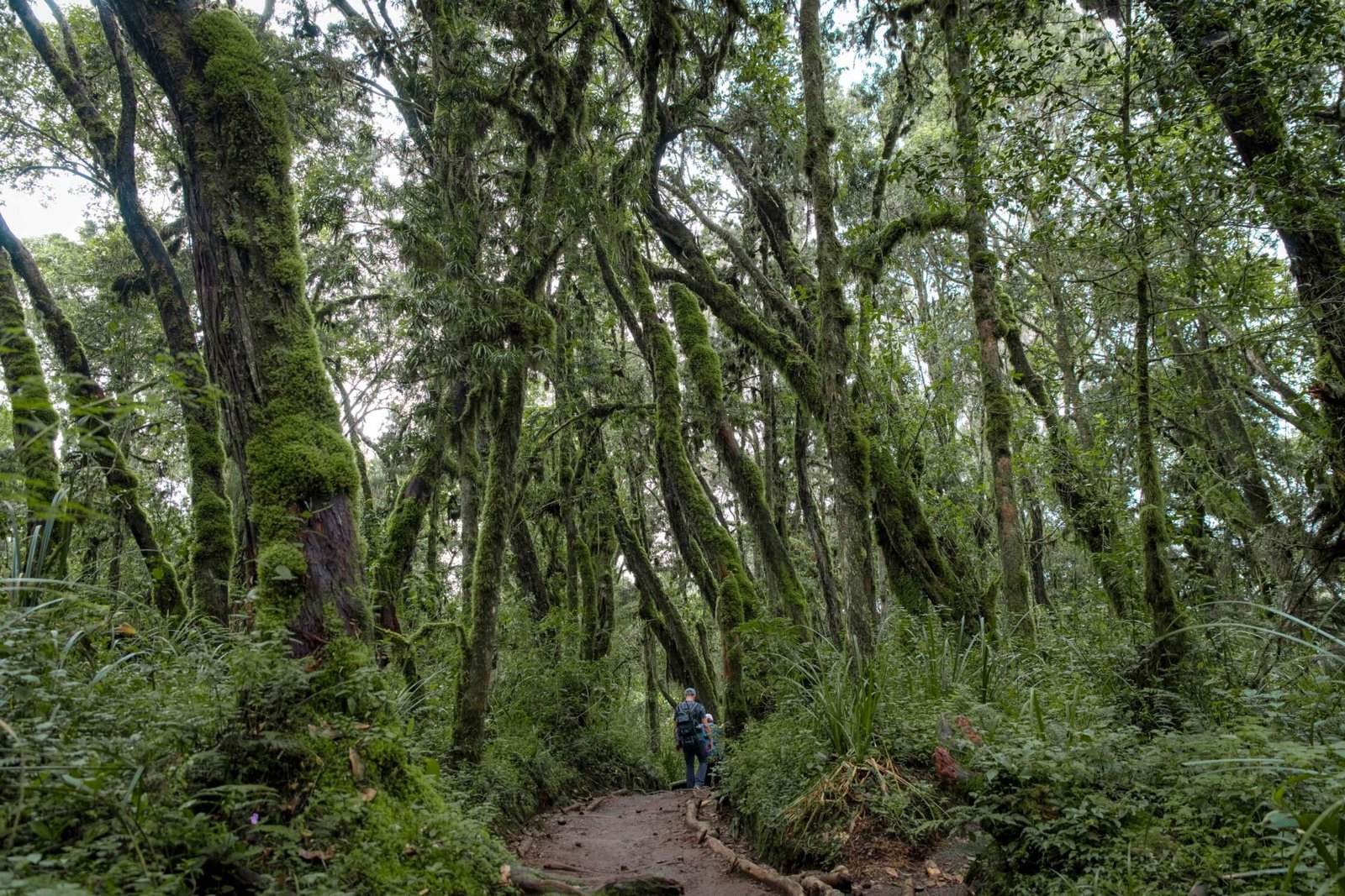 6-Day Machame Route Best of Climb Kilimanjaro