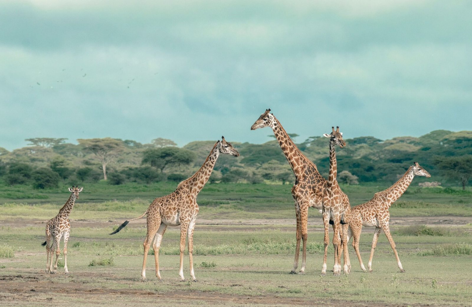 Serengeti National Park- Tanzania Classic Tours