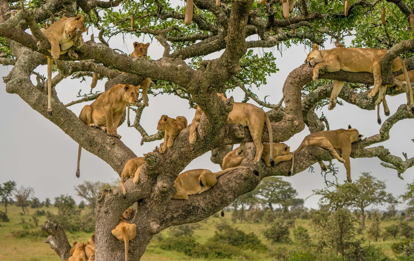 Serengeti National Park-1-2