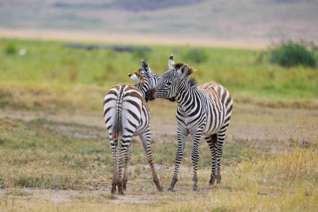 Tanzania Safari Blog