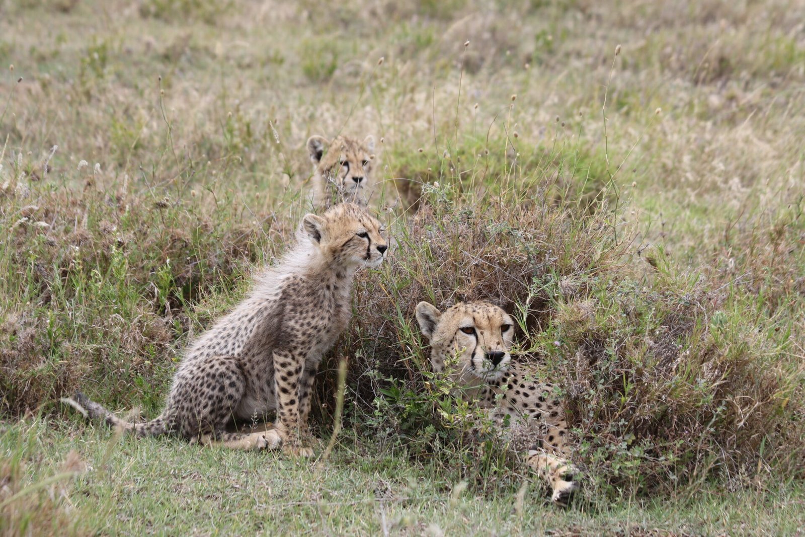 Central Serengeti- Tanzania Safari Tours