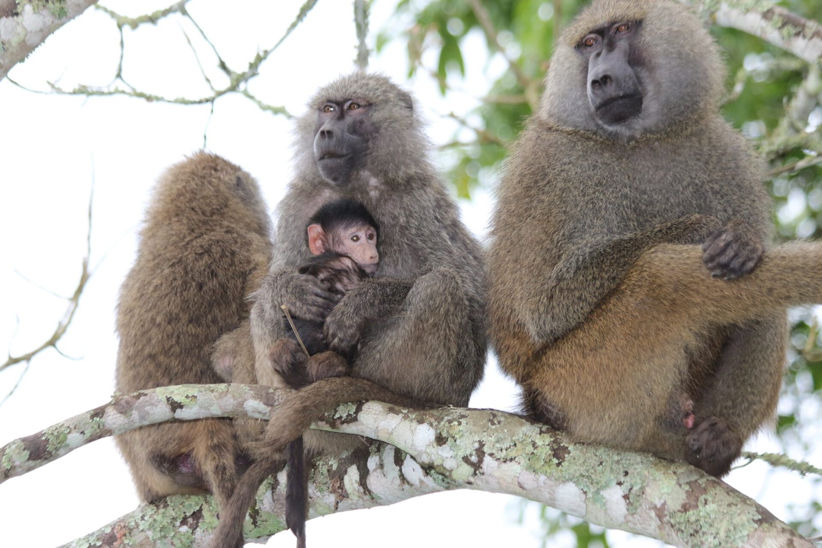 Ngorongoro Crater- Tanzania Classic Tours