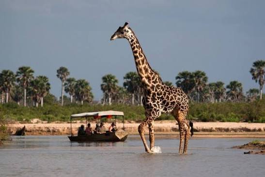 Boat Safari in Nyerere National Park- Tanzania Classic Tours