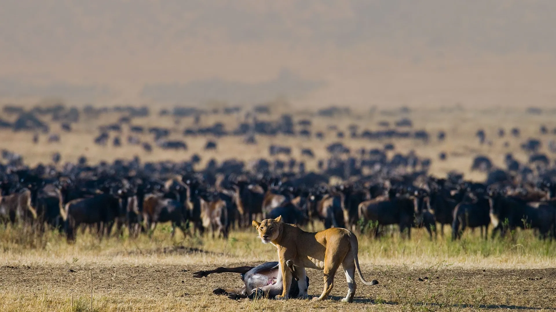 Front-Row-Seats- NDUTU area