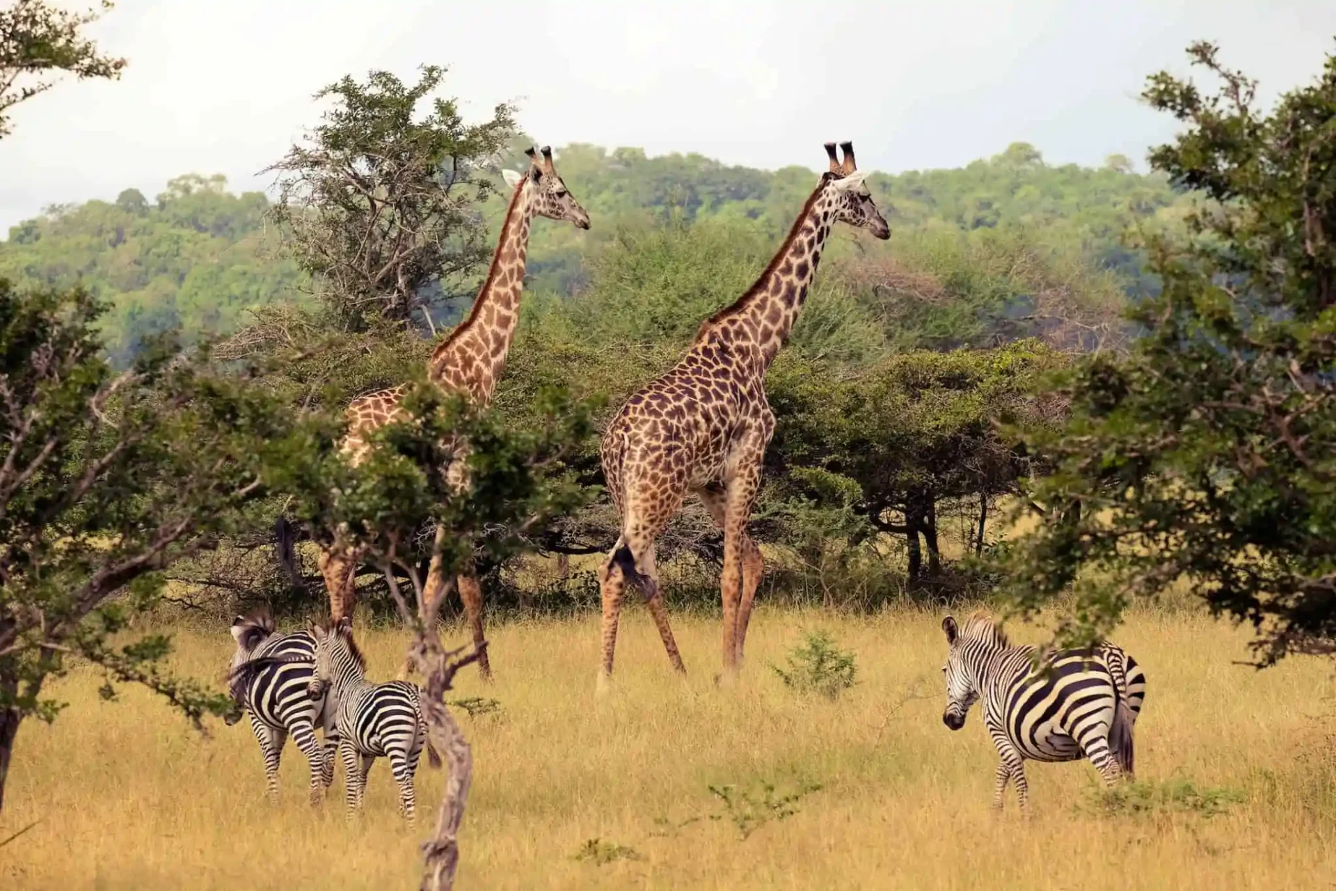 Giraffes-in-Selous-Tanzania Classic Tours