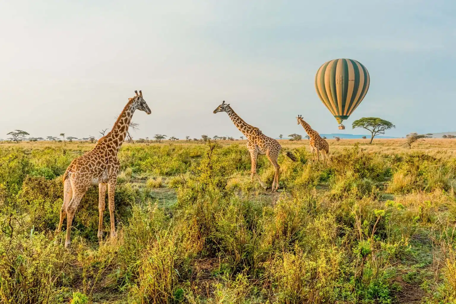 Giraffes-stand-in-front-of-a-passing-hot-air-balloon-in-Serengeti-National-Park-Tanzania-1536x1024.jpg