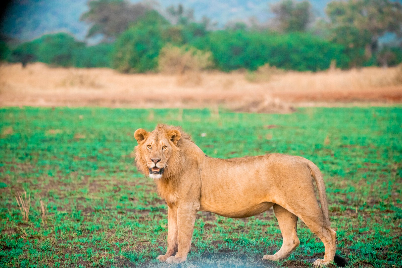 Serengeti National Park- Honeymoon Safari