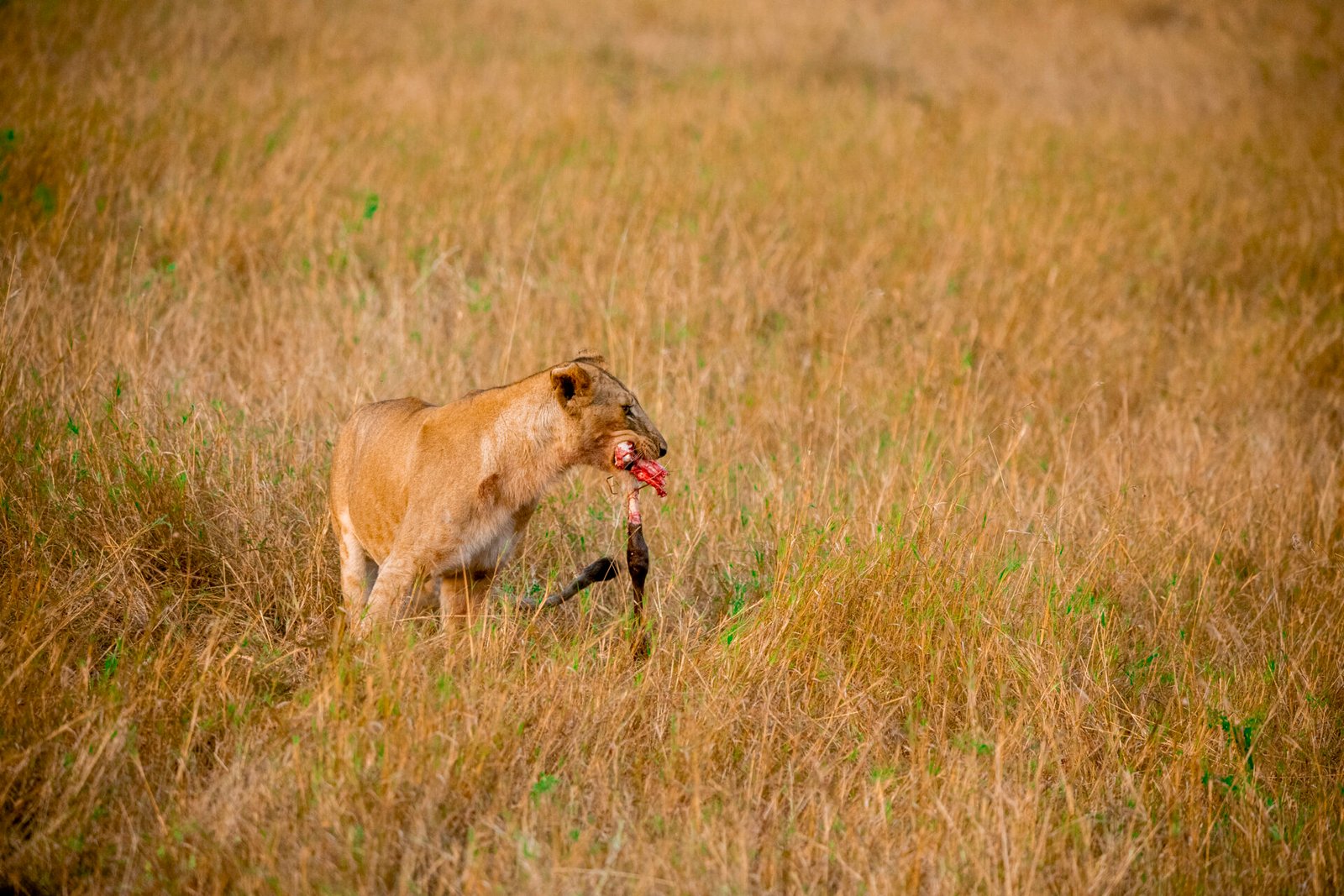 8-Day Mid-Range Tanzania Safari & Zanzibar Beach Holiday