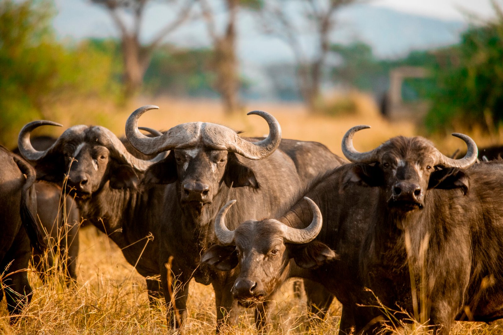 Tanzania Classic Tours