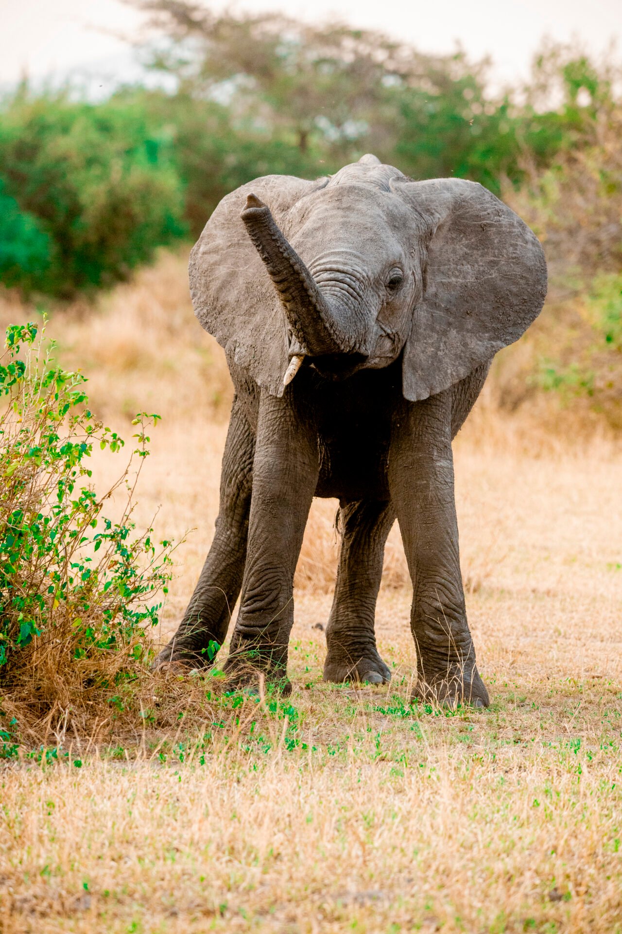 Tanzania Safari Package and Price