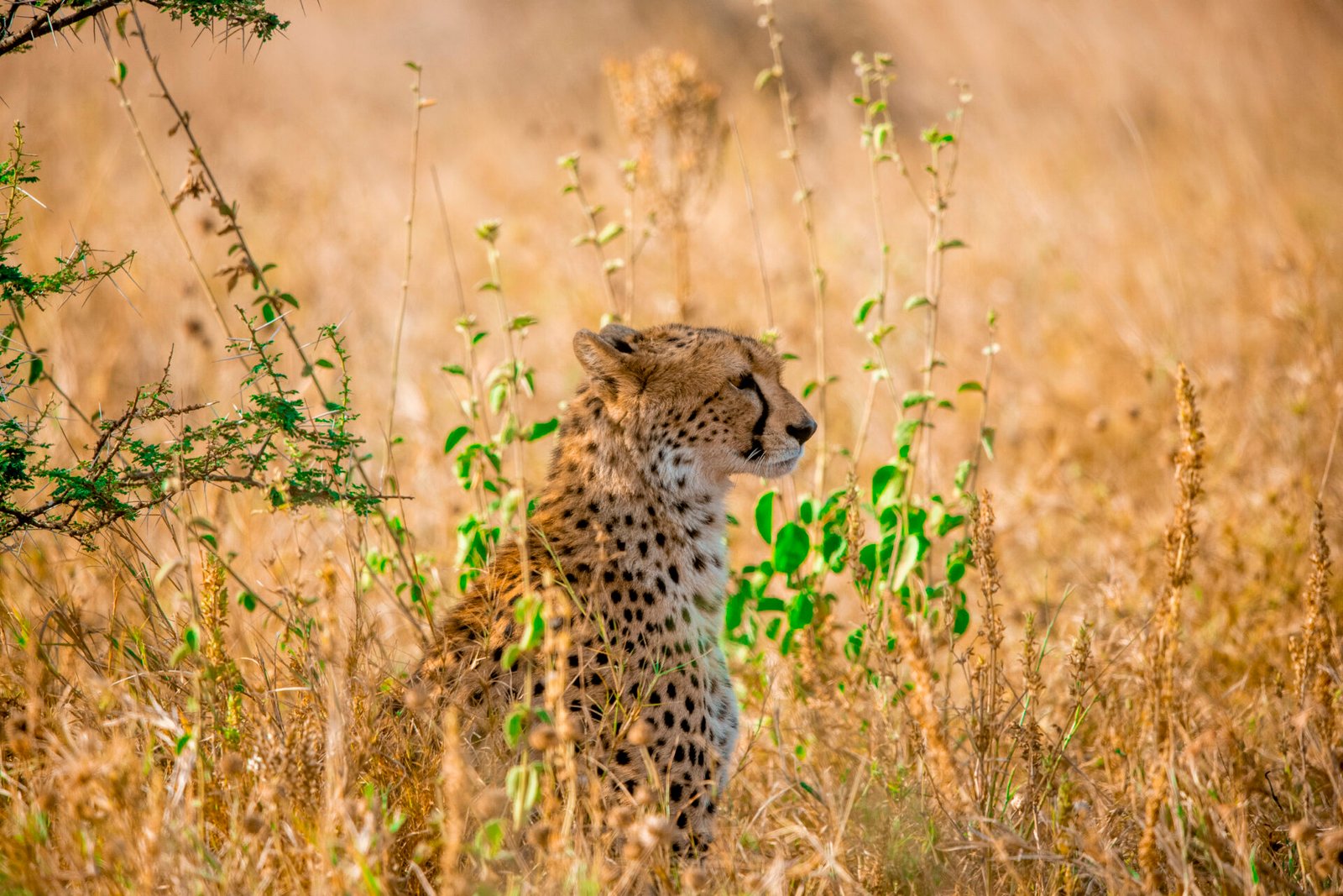 Serengeti- National- Park- Tanzania Classic Tours