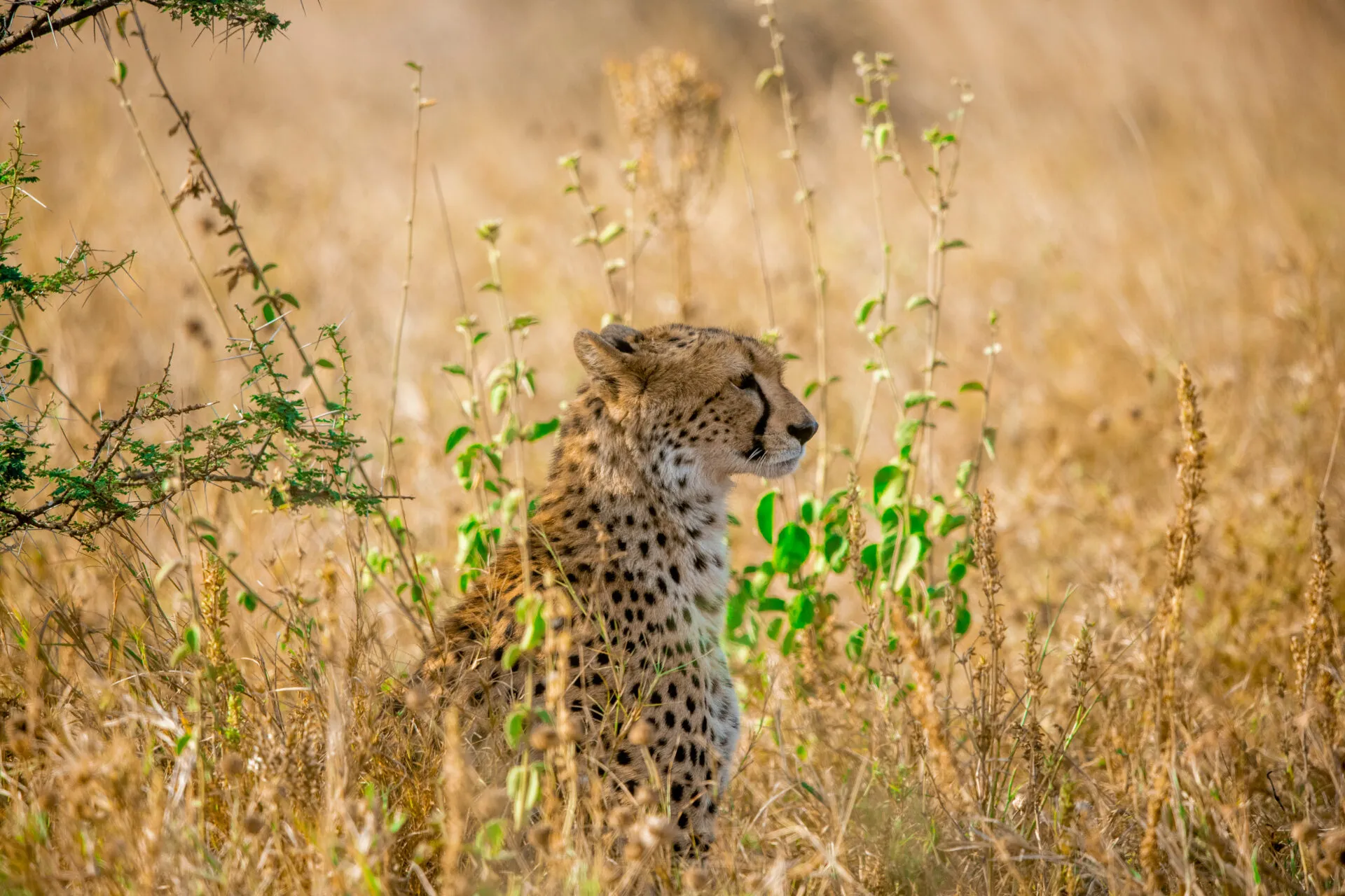 Serengeti- National- Park- Tanzania Classic Tours