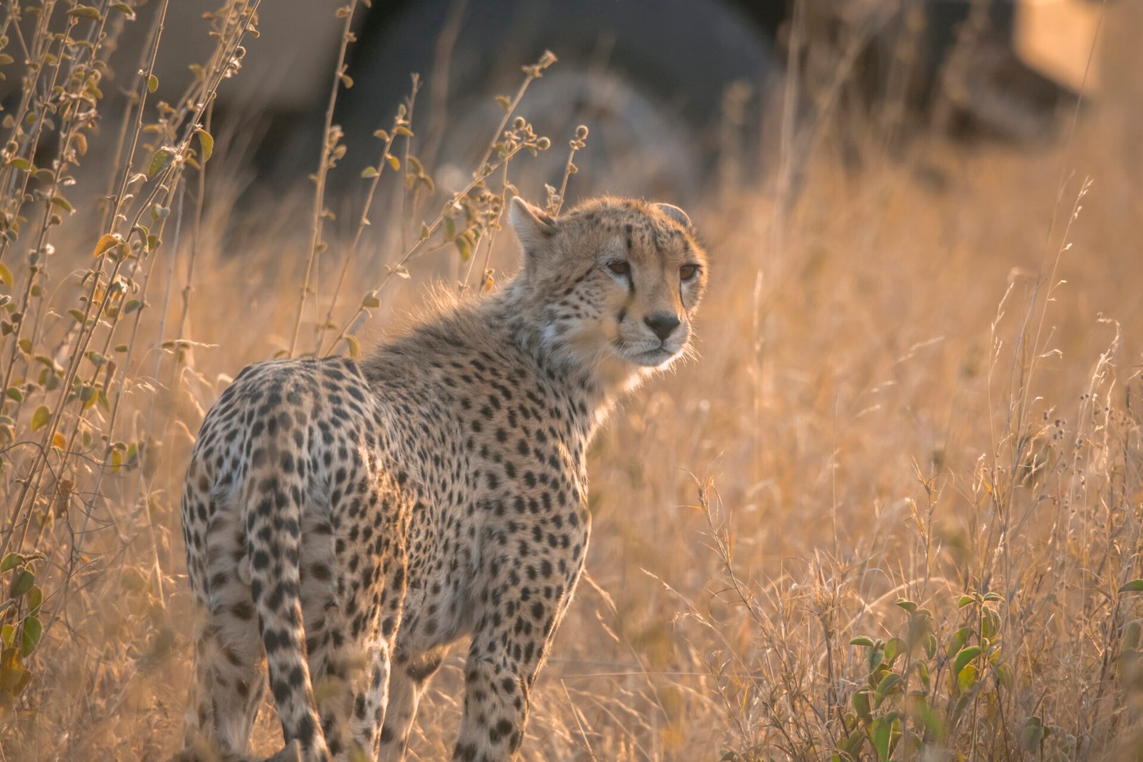 Tanzania Honeymoon Safari Package- 8 Days