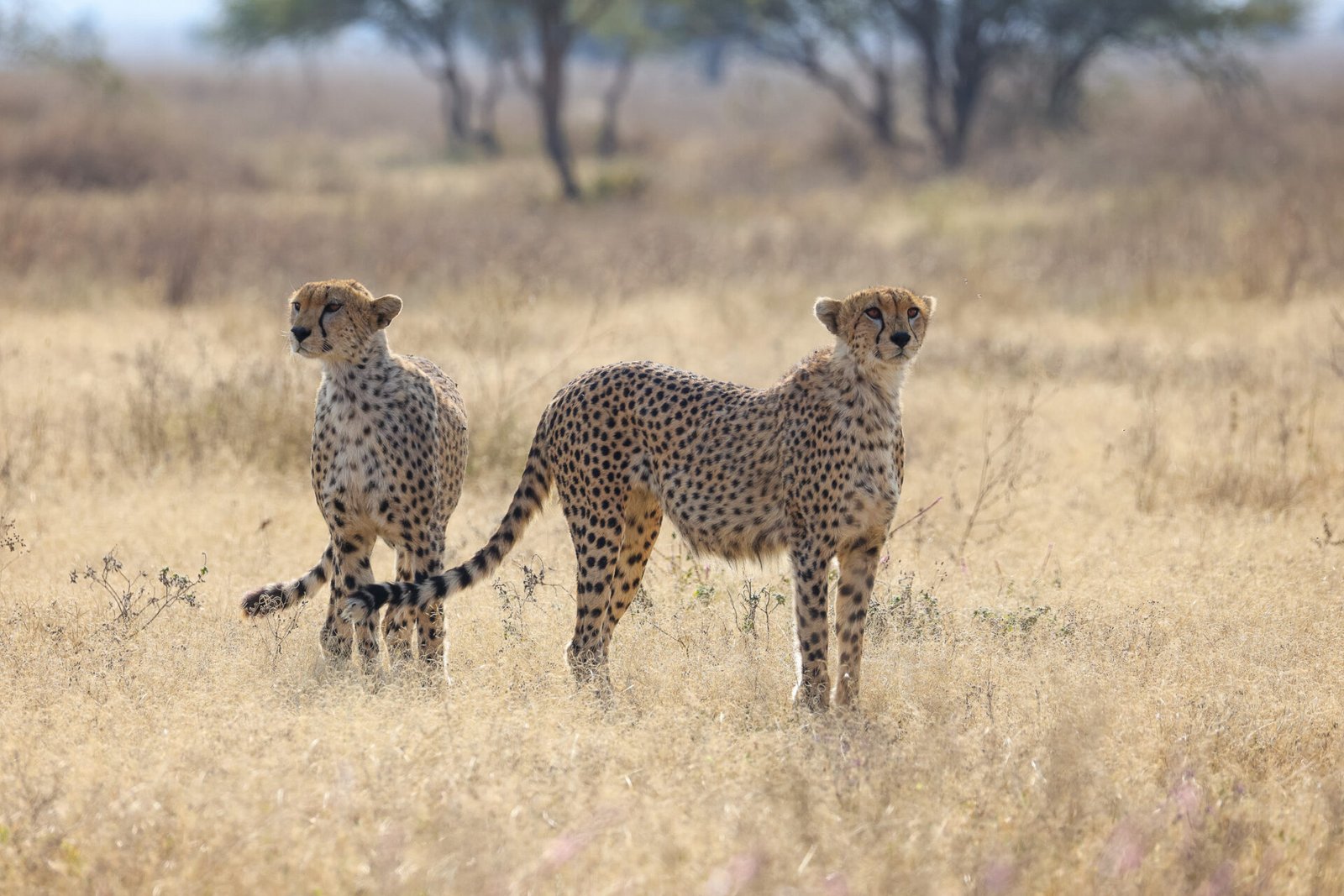 9-Day Luxury Tanzania Safari & Zanzibar Beach Holiday with Melia Lodges