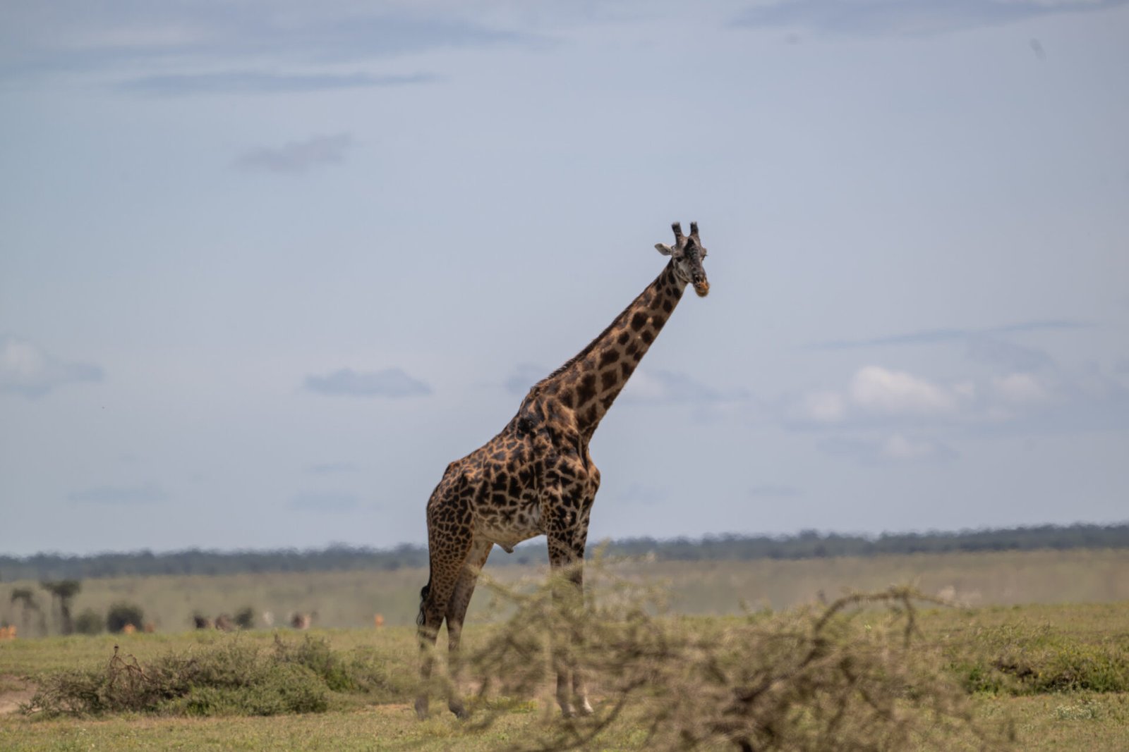 Tanzania Safari Pacakages- Serengeti National Park- Tanzania Classic Tours