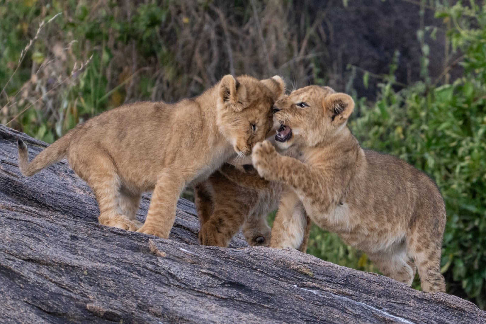 lions cub in serengeti national park
