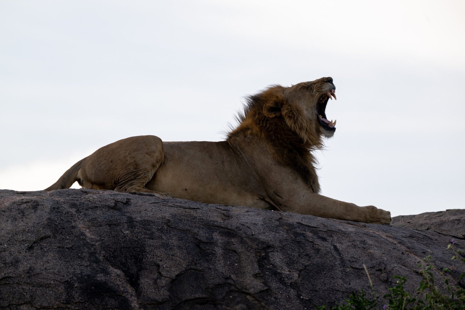Serengeti National Park- Tanzania Classic Tours