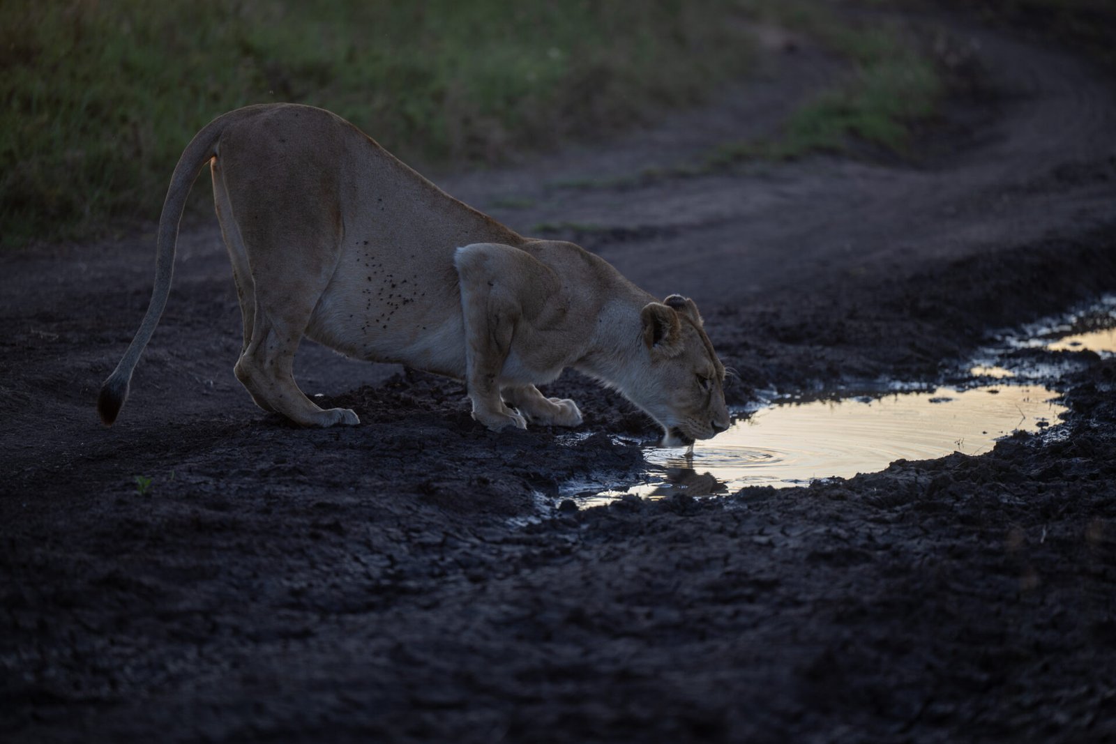 Lions in Serengeti National Park- Tanzania Safari Package