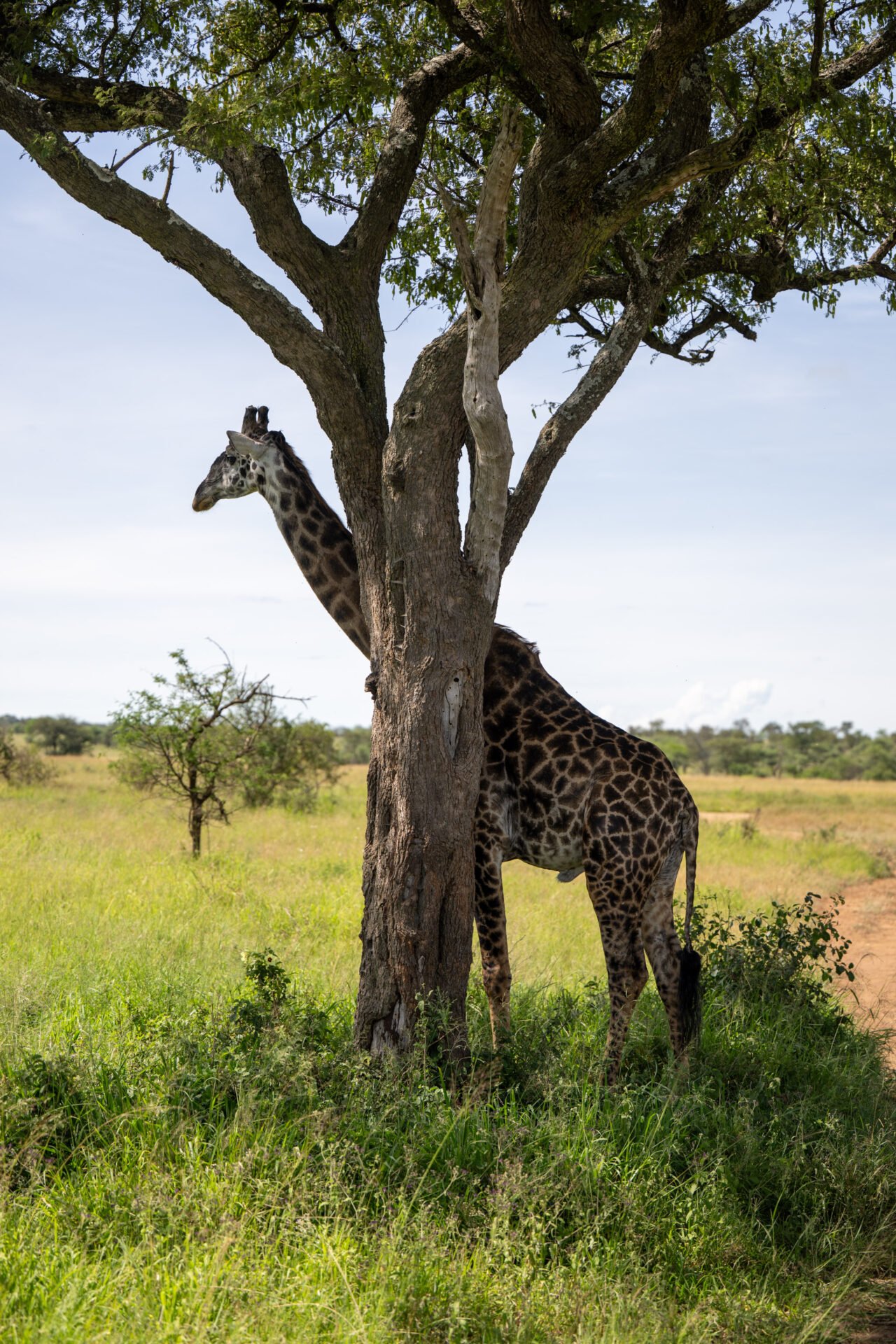 Tanzania Safari- Serengeti tours- Safari Package- Tanzania Classic Tours