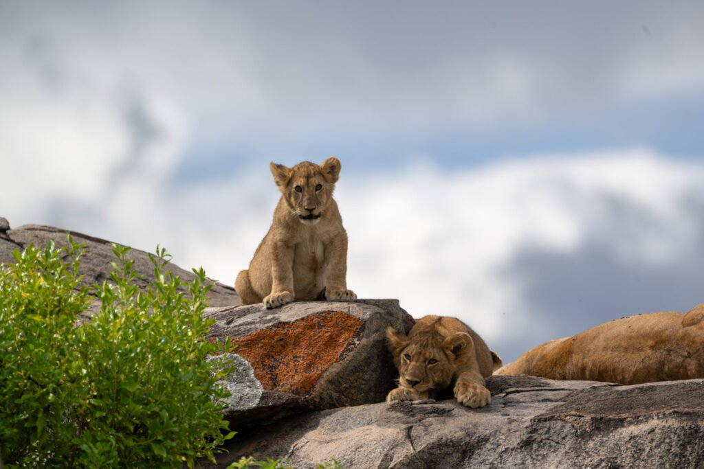 Tanzania Classic Tours- Central Serengeti