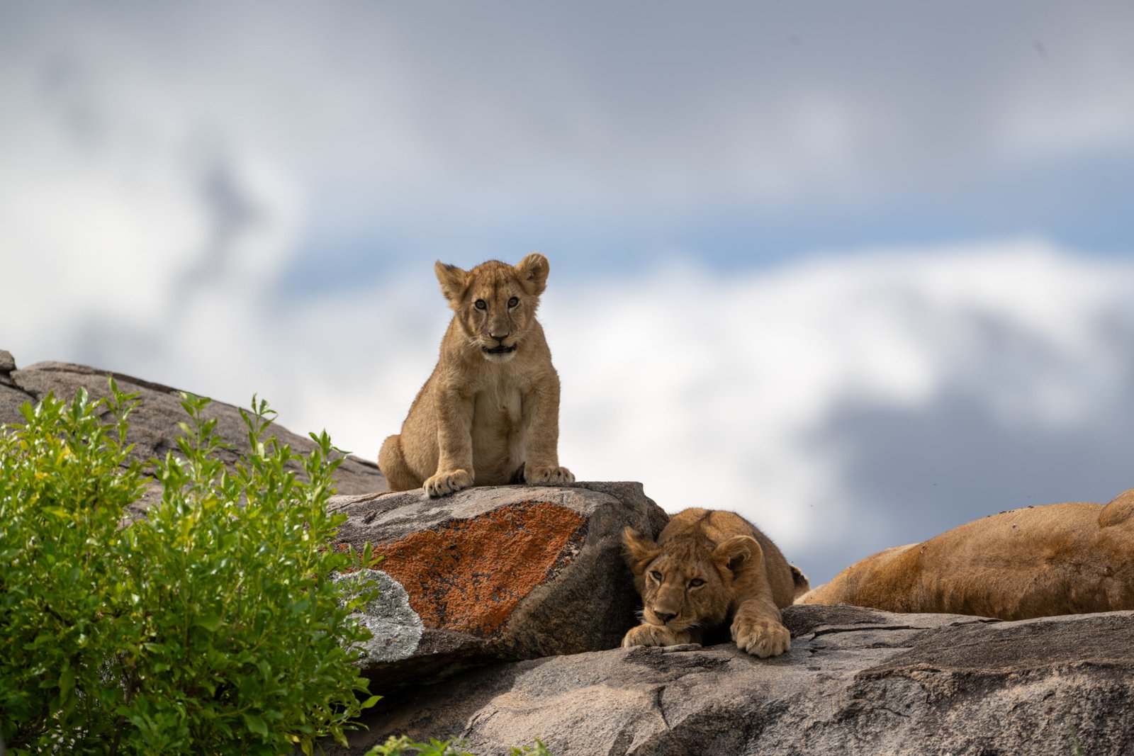 Tanzania Classic Tours- Central Serengeti