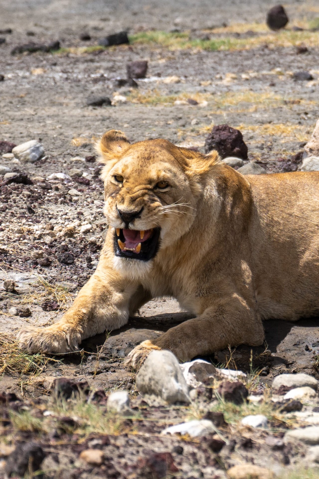 Ngorongoro Crater- Tanzania Classic Tours