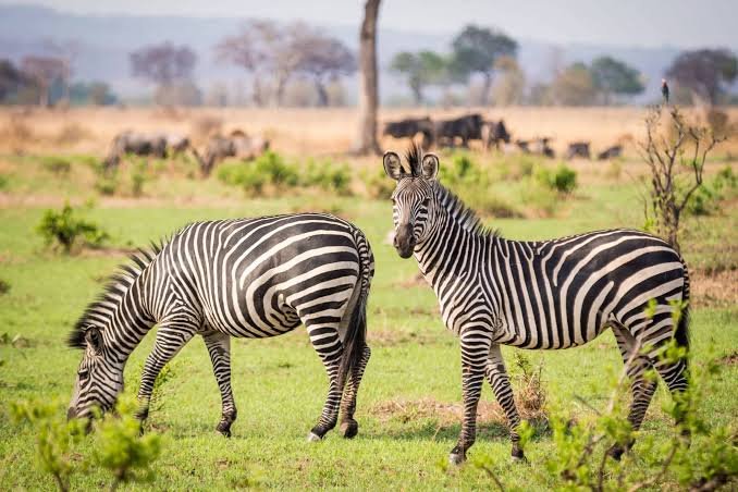 Mikumi National Park- Tanzania